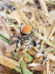 Phidippus kastoni