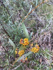 Daviesia corymbosa