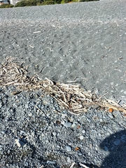 Charadrius bicinctus bicinctus