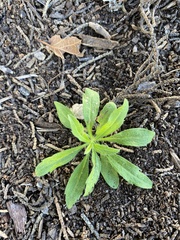 Erigeron sumatrensis