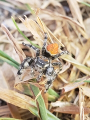 Phidippus kastoni