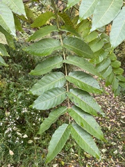 Ailanthus altissima