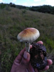 Psilocybe cubensis