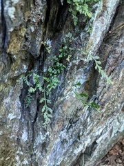 Asplenium montanum