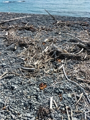 Charadrius bicinctus bicinctus