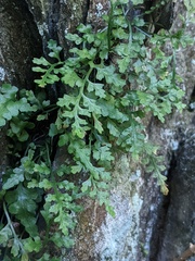 Asplenium montanum