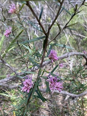 Grevillea sericea