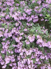 Prostanthera