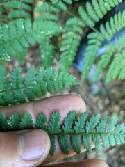Dryopteris