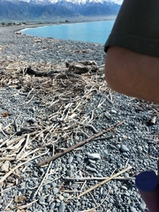 Charadrius bicinctus bicinctus