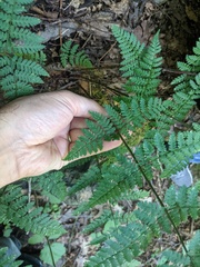 Dryopteris
