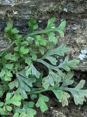 Asplenium montanum