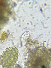 Paramecium