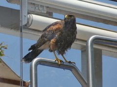 Parabuteo unicinctus