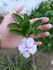 Brunfelsia uniflora