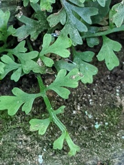 Asplenium montanum