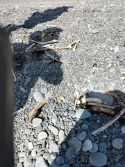 Charadrius bicinctus bicinctus