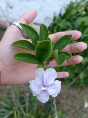 Brunfelsia uniflora
