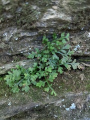 Asplenium montanum