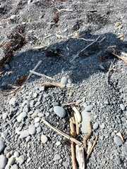 Charadrius bicinctus bicinctus