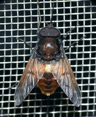 Fidena
