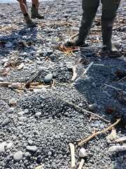 Charadrius bicinctus bicinctus