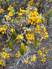 Senna artemisioides