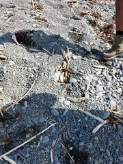 Charadrius bicinctus bicinctus