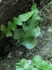 Asplenium pinnatifidum