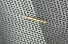 Orocrambus angustipennis