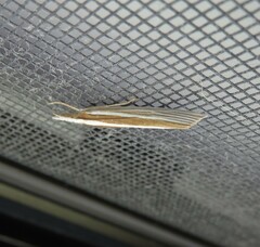 Orocrambus angustipennis