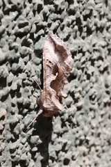 Autoplusia gammoides