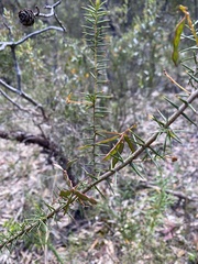 Acacia ulicifolia