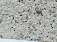 Orchestes steppensis