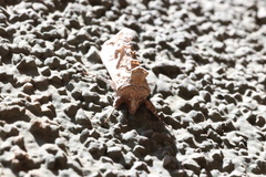 Autoplusia gammoides