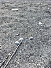 Charadrius bicinctus bicinctus