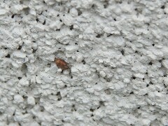 Orchestes steppensis