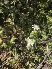 Moscharia pinnatifida