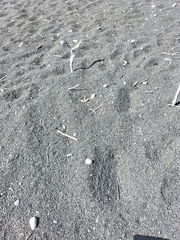 Charadrius bicinctus bicinctus