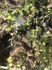 Moscharia pinnatifida