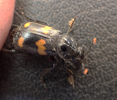 Nicrophorus orbicollis