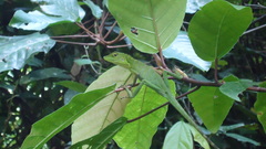 Bronchocela cristatella