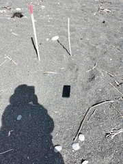 Charadrius bicinctus bicinctus