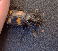 Nicrophorus orbicollis
