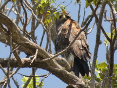 Parabuteo unicinctus