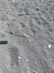 Charadrius bicinctus bicinctus