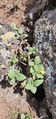 Wollastonia