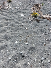 Charadrius bicinctus bicinctus