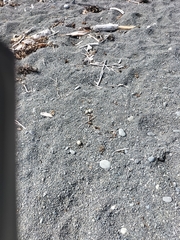 Charadrius bicinctus bicinctus