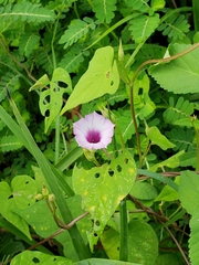 Ipomoea × leucantha
